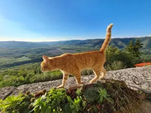 Catwalk motovun
