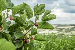 Fig orchards