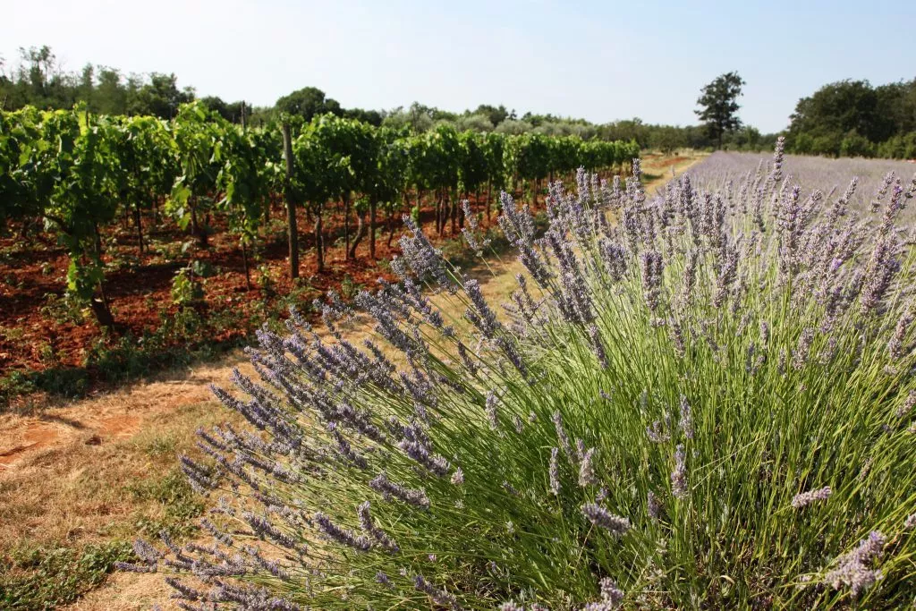Istria views