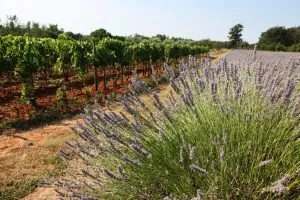 Istria views