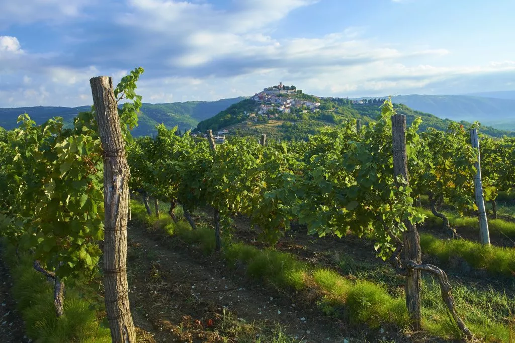 Istria vineyard