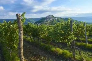Istria vineyard