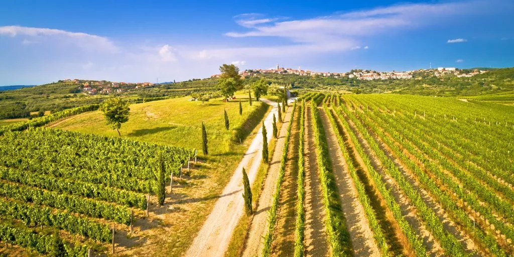 Istrian Vineyards