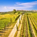 Istrian Vineyards