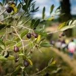 Walking the Olive Groves